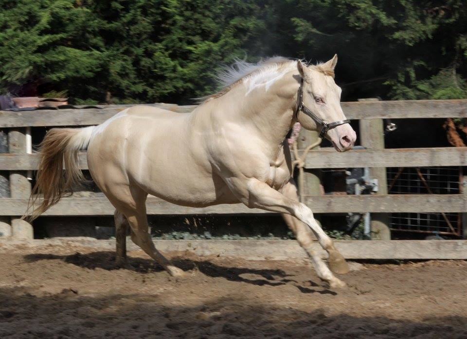 QYS Hollywood Deuce - Perlino Homozygous Tobiano Stallion @Brightbrook Paints